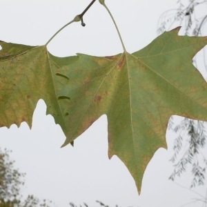 Photographie n°201028 du taxon Platanus x hispanica Mill. ex Münchh. [1770]