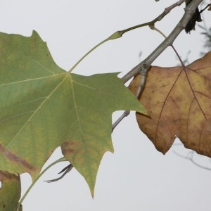 Photographie n°201030 du taxon Platanus x hispanica Mill. ex Münchh. [1770]