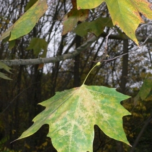 Photographie n°201033 du taxon Platanus x hispanica Mill. ex Münchh. [1770]