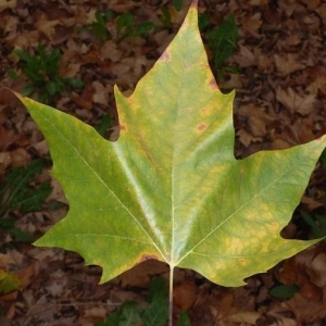 Photographie n°201034 du taxon Platanus x hispanica Mill. ex Münchh. [1770]