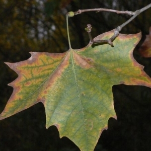 Photographie n°201038 du taxon Platanus x hispanica Mill. ex Münchh. [1770]