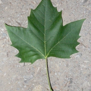 Photographie n°201053 du taxon Platanus x hispanica Mill. ex Münchh. [1770]