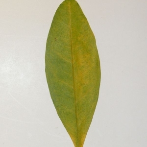 Photographie n°201073 du taxon Punica granatum L. [1753]