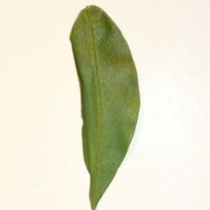 Photographie n°201076 du taxon Punica granatum L. [1753]