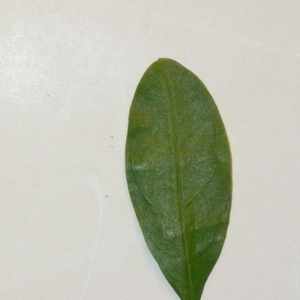 Photographie n°201082 du taxon Punica granatum L. [1753]