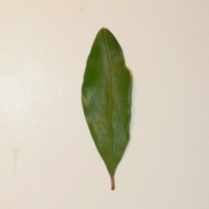 Photographie n°201083 du taxon Punica granatum L. [1753]