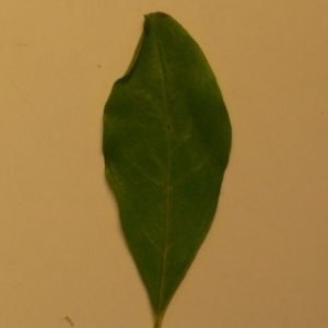 Photographie n°201086 du taxon Punica granatum L. [1753]