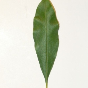 Photographie n°201088 du taxon Punica granatum L. [1753]