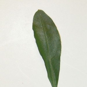 Photographie n°201089 du taxon Punica granatum L. [1753]