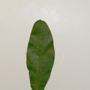 Photographie n°201090 du taxon Punica granatum L. [1753]