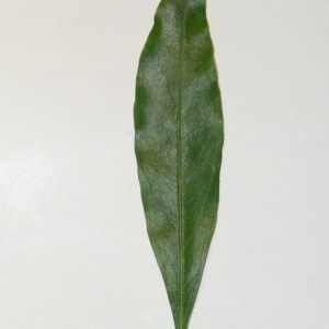 Photographie n°201091 du taxon Punica granatum L. [1753]