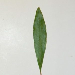 Photographie n°201092 du taxon Punica granatum L. [1753]