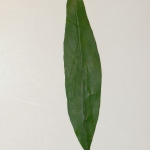 Photographie n°201093 du taxon Punica granatum L. [1753]