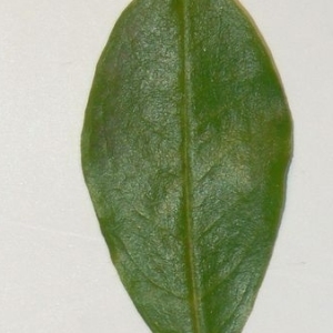 Photographie n°201095 du taxon Punica granatum L. [1753]