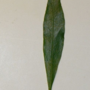 Photographie n°201097 du taxon Punica granatum L. [1753]