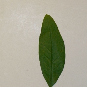 Photographie n°201099 du taxon Punica granatum L. [1753]