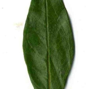 Photographie n°201100 du taxon Punica granatum L. [1753]