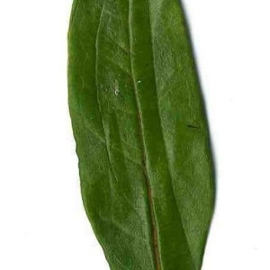 Photographie n°201101 du taxon Punica granatum L. [1753]