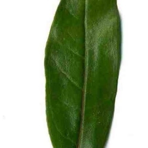 Photographie n°201102 du taxon Punica granatum L. [1753]