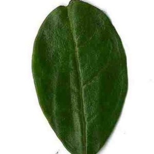 Photographie n°201103 du taxon Punica granatum L. [1753]