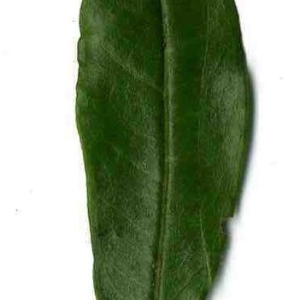 Photographie n°201106 du taxon Punica granatum L. [1753]