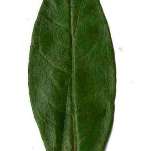 Photographie n°201107 du taxon Punica granatum L. [1753]