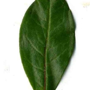 Photographie n°201111 du taxon Punica granatum L. [1753]