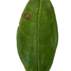 Photographie n°201113 du taxon Punica granatum L. [1753]