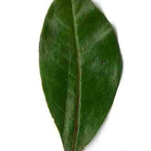 Photographie n°201115 du taxon Punica granatum L. [1753]