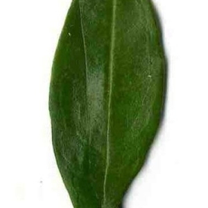 Photographie n°201116 du taxon Punica granatum L. [1753]