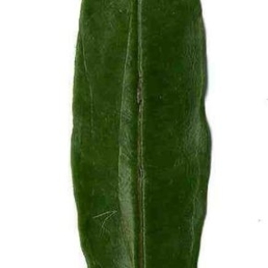 Photographie n°201120 du taxon Punica granatum L. [1753]