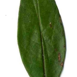 Photographie n°201121 du taxon Punica granatum L. [1753]