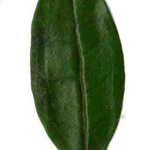 Photographie n°201122 du taxon Punica granatum L. [1753]