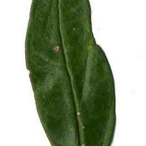 Photographie n°201124 du taxon Punica granatum L. [1753]