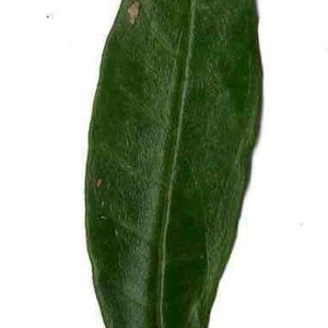 Photographie n°201125 du taxon Punica granatum L. [1753]