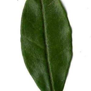 Photographie n°201126 du taxon Punica granatum L. [1753]