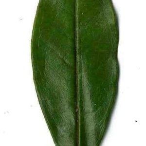 Photographie n°201127 du taxon Punica granatum L. [1753]