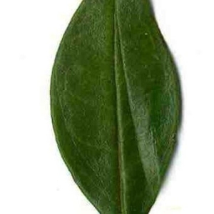 Photographie n°201128 du taxon Punica granatum L. [1753]