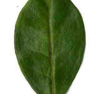 Photographie n°201131 du taxon Punica granatum L. [1753]