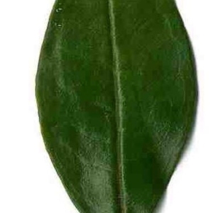 Photographie n°201135 du taxon Punica granatum L. [1753]