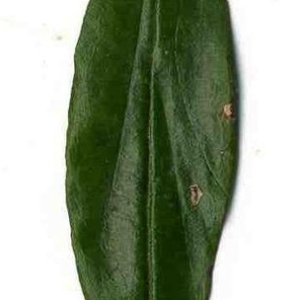 Photographie n°201137 du taxon Punica granatum L. [1753]