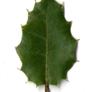 Photographie n°201140 du taxon Quercus coccifera L. [1753]