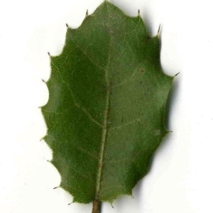 Photographie n°201141 du taxon Quercus coccifera L. [1753]