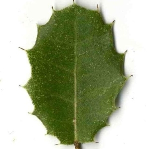 Photographie n°201146 du taxon Quercus coccifera L. [1753]