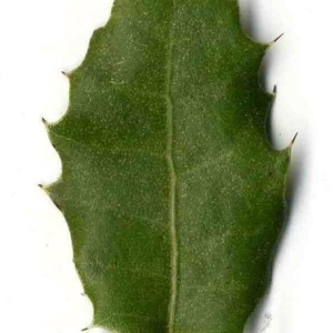 Photographie n°201147 du taxon Quercus coccifera L. [1753]