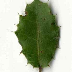 Photographie n°201149 du taxon Quercus coccifera L. [1753]