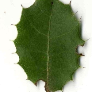 Photographie n°201150 du taxon Quercus coccifera L. [1753]