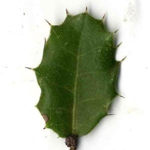 Photographie n°201157 du taxon Quercus coccifera L. [1753]