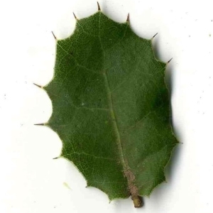 Photographie n°201158 du taxon Quercus coccifera L. [1753]