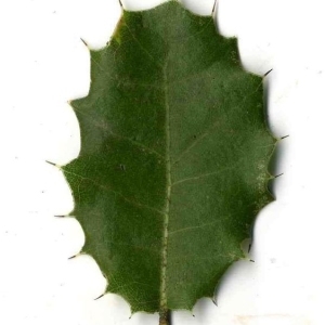 Photographie n°201161 du taxon Quercus coccifera L. [1753]